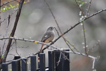 Daurian Redstart 山田池公園 Wed, 2/17/2021