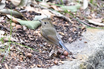 Red-flanked Bluetail 山田池公園 Wed, 2/17/2021