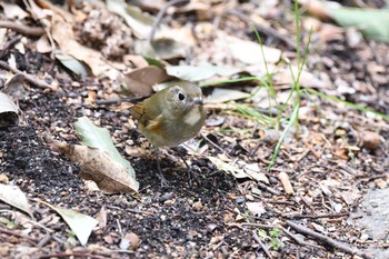 Red-flanked Bluetail 山田池公園 Wed, 2/17/2021