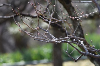 Taiga Flycatcher 万博記念公園 Tue, 2/9/2021