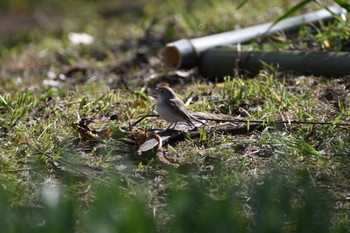 Taiga Flycatcher 万博記念公園 Tue, 2/9/2021