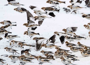 Snow Bunting カナダ、ケベック州 Tue, 1/14/2020