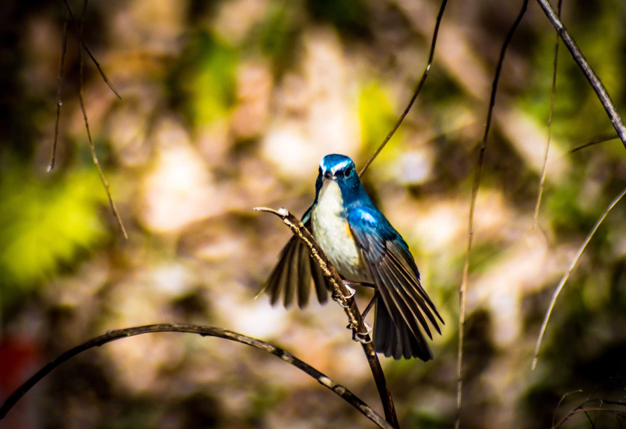 Red-flanked Bluetail