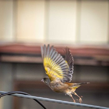 Grey-capped Greenfinch 鈴鹿市 Sat, 2/27/2021