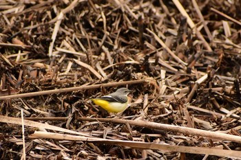 Grey Wagtail Kitamoto Nature Observation Park Fri, 2/26/2021