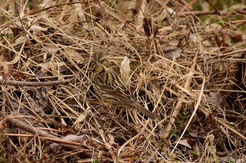 Rustic Bunting Kitamoto Nature Observation Park Fri, 2/26/2021