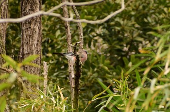 Eurasian Jay Kitamoto Nature Observation Park Fri, 2/26/2021