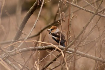 Hawfinch Kitamoto Nature Observation Park Fri, 2/26/2021