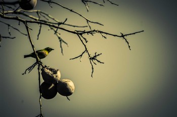 Warbling White-eye 古室山 Sat, 3/11/2017