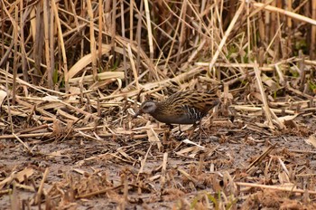 Brown-cheeked Rail Kitamoto Nature Observation Park Fri, 2/26/2021