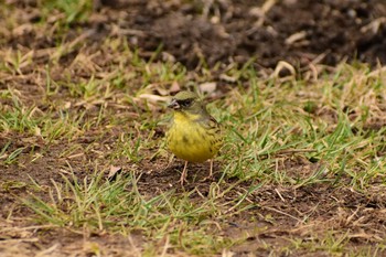 Masked Bunting Kitamoto Nature Observation Park Fri, 2/26/2021