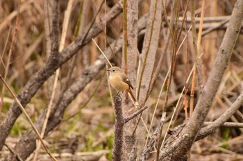 Daurian Redstart Kitamoto Nature Observation Park Fri, 2/26/2021