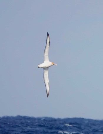 アホウドリ 場所が不明 2021年2月25日(木)