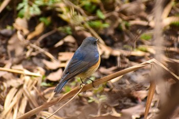 Red-flanked Bluetail Kitamoto Nature Observation Park Fri, 2/26/2021