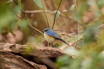 Red-flanked Bluetail Kitamoto Nature Observation Park Fri, 2/26/2021