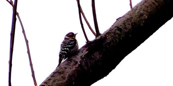 Japanese Pygmy Woodpecker 国立科学博物館附属自然教育園 (港区, 東京) Fri, 2/26/2021