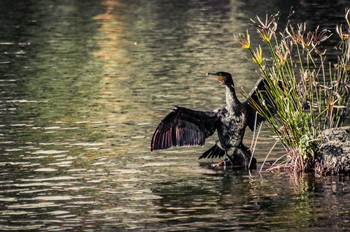 Great Cormorant 長居公園 Sun, 12/18/2016