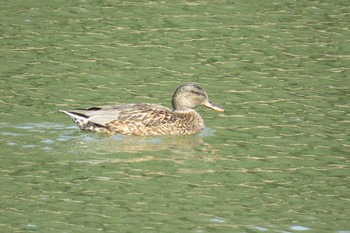 オカヨシガモ 兵庫県 2021年2月25日(木)