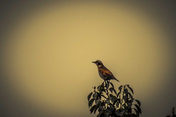 Dusky Thrush Unknown Spots Thu, 12/29/2016