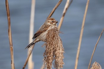 Common Reed Bunting Kasai Rinkai Park Sat, 2/27/2021