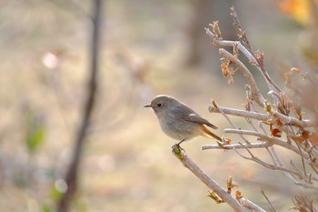 Daurian Redstart Kasai Rinkai Park Sat, 2/27/2021