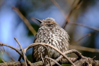 Brown-eared Bulbul Kasai Rinkai Park Sat, 2/27/2021