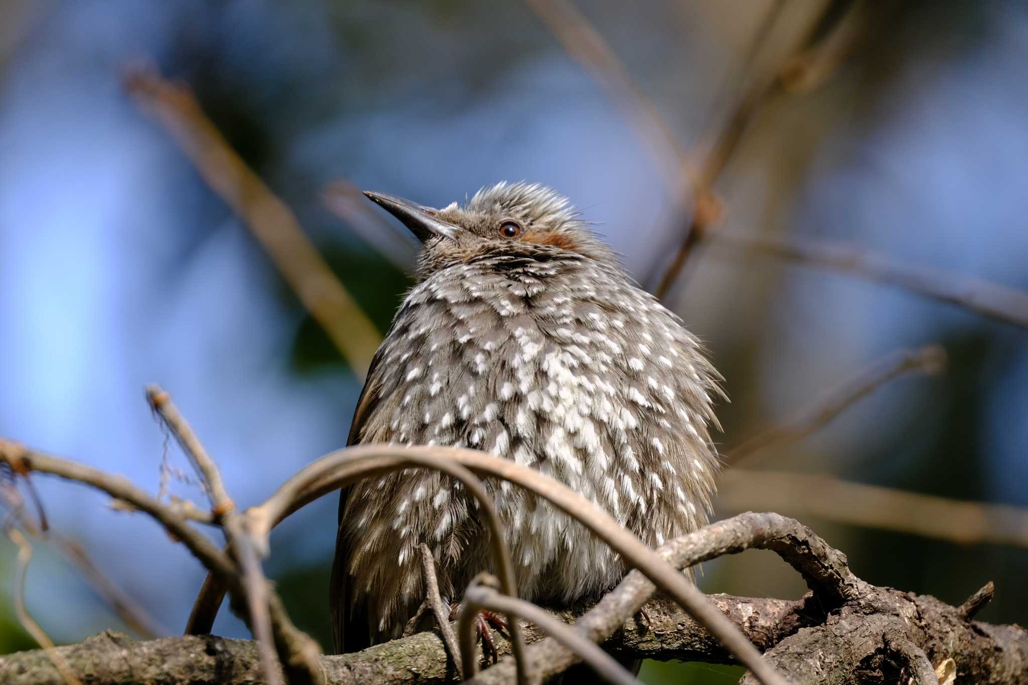 Photo of Brown-eared Bulbul at Kasai Rinkai Park by toru