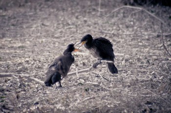 Great Cormorant 橿原神宮深田池 Wed, 1/18/2017