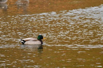 マガモ 長浜公園 2021年2月27日(土)