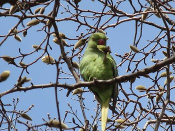 2021年2月27日(土) 東村山中央公園の野鳥観察記録