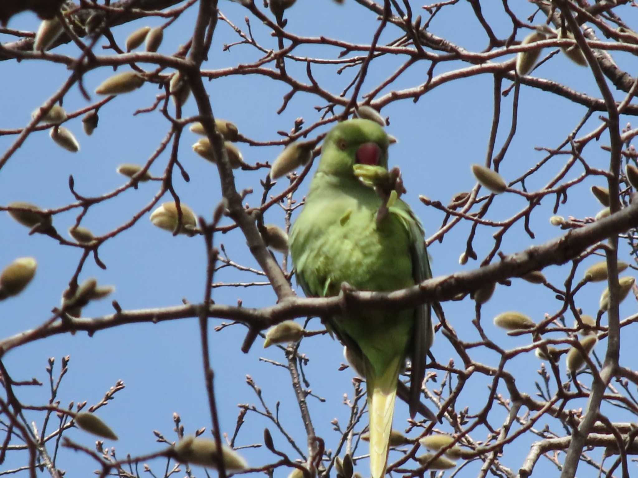 Indian Rose-necked Parakeet