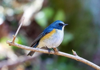 Red-flanked Bluetail Machida Yakushiike Park Sat, 2/27/2021