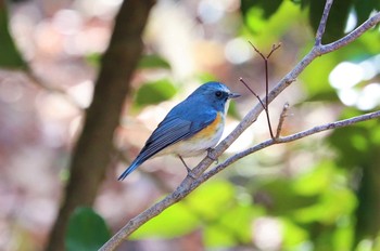 ルリビタキ 薬師池公園 2021年2月27日(土)