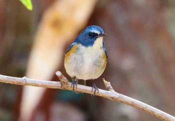 ルリビタキ 薬師池公園 2021年2月27日(土)