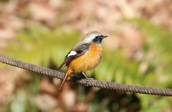 Daurian Redstart Machida Yakushiike Park Sat, 2/27/2021