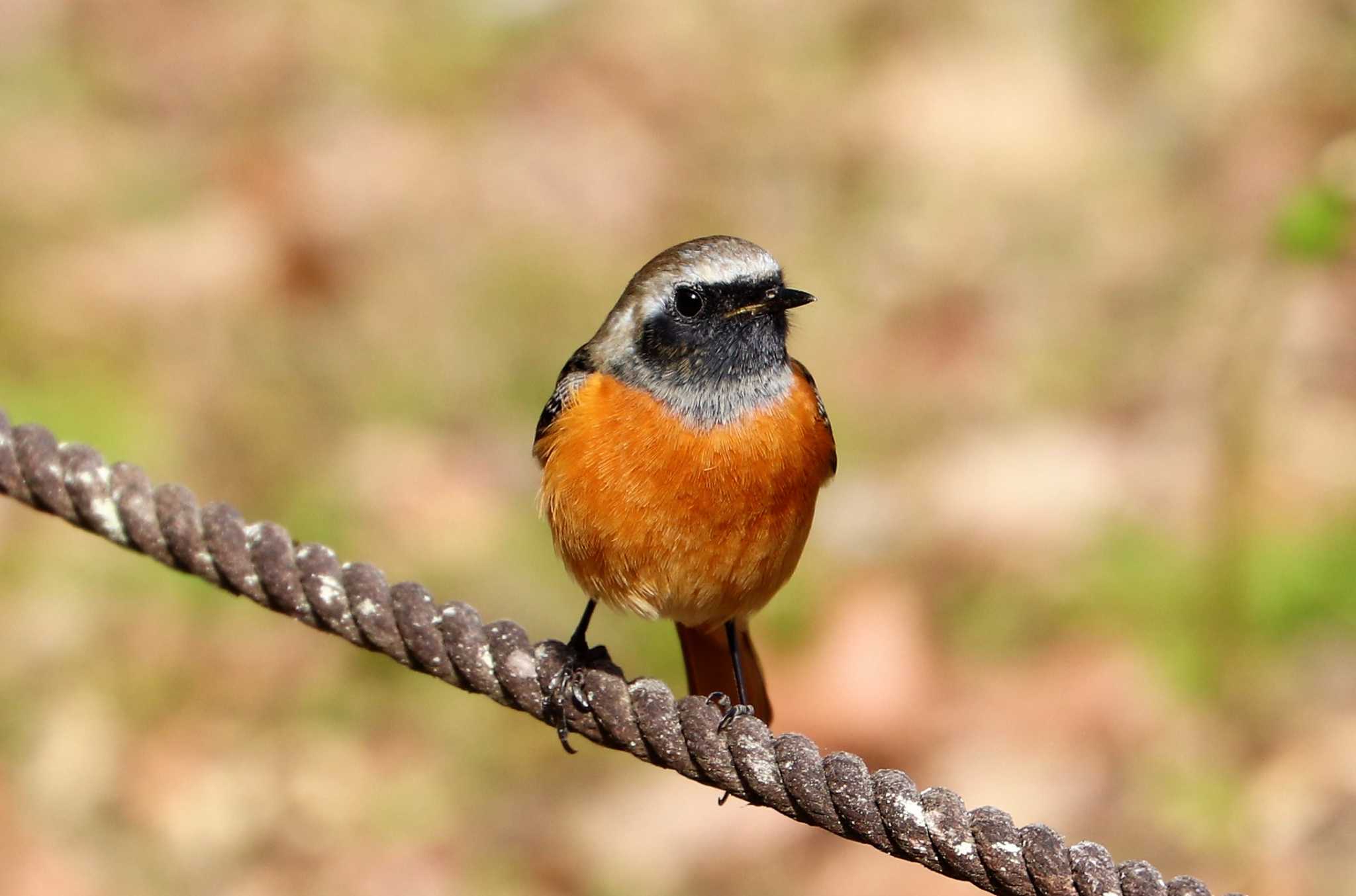 Photo of Daurian Redstart at Machida Yakushiike Park by らうんでる