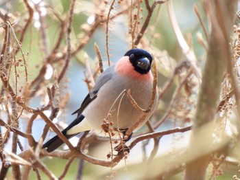 2021年2月27日(土) 六甲山の野鳥観察記録