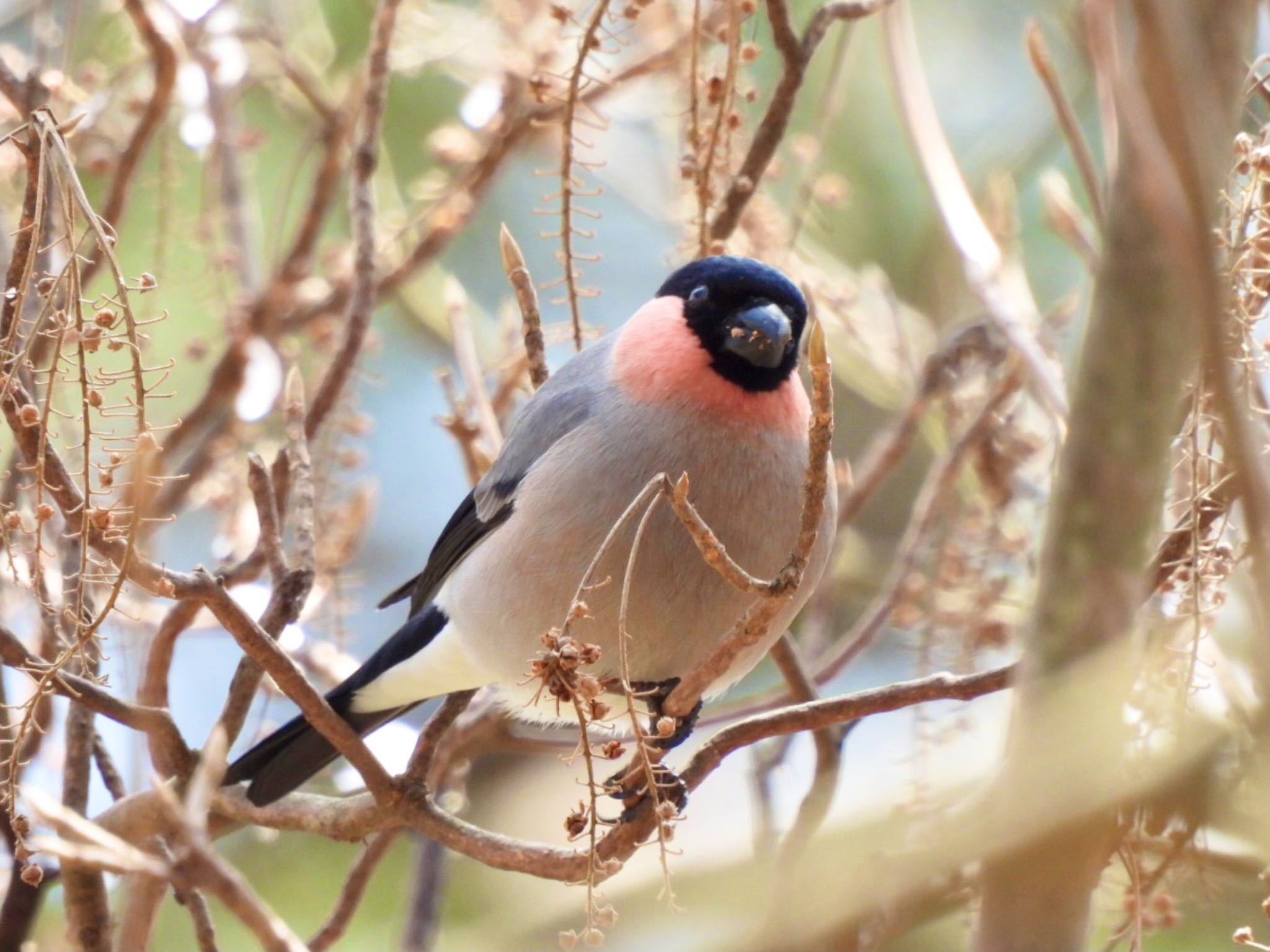 Eurasian Bullfinch(rosacea)