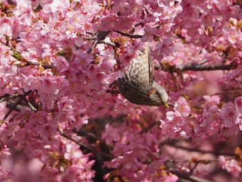 2021年2月27日(土) 松戸の野鳥観察記録