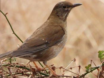 シロハラ 秋ヶ瀬公園(野鳥の森) 2021年2月12日(金)