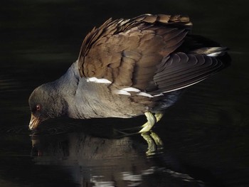 バン 都立浮間公園 2021年1月25日(月)