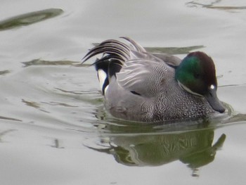 Falcated Duck 境川遊水地公園 Fri, 2/26/2021