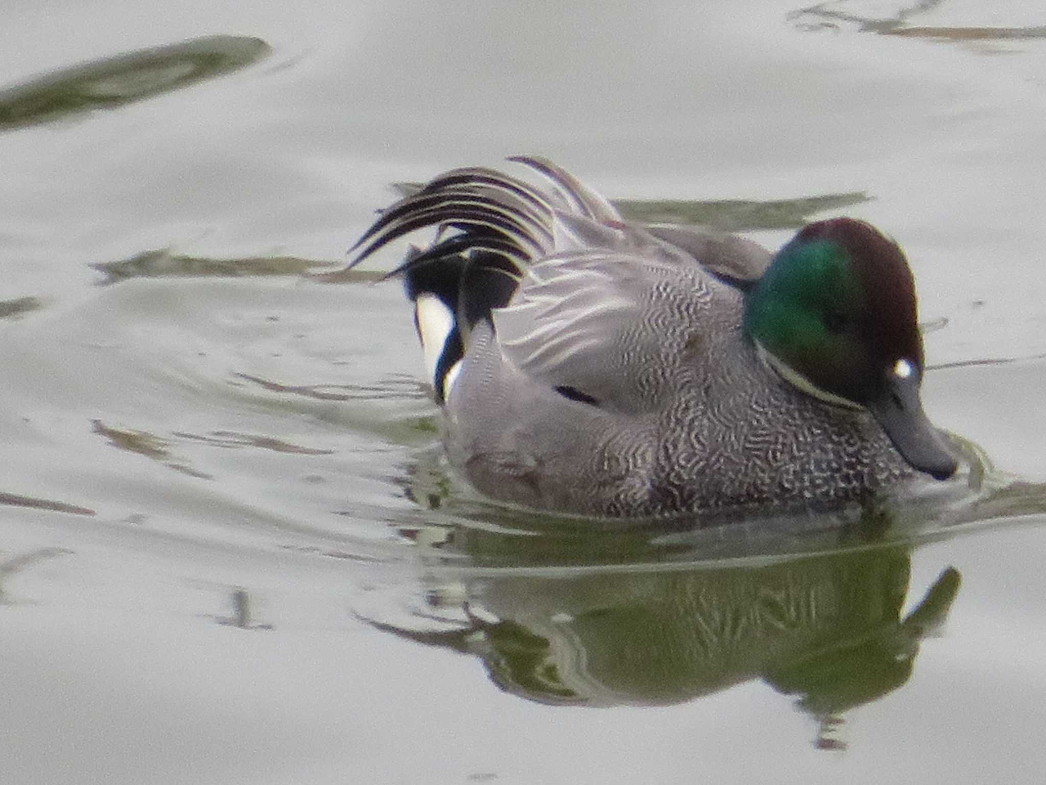 Photo of Falcated Duck at 境川遊水地公園 by もー