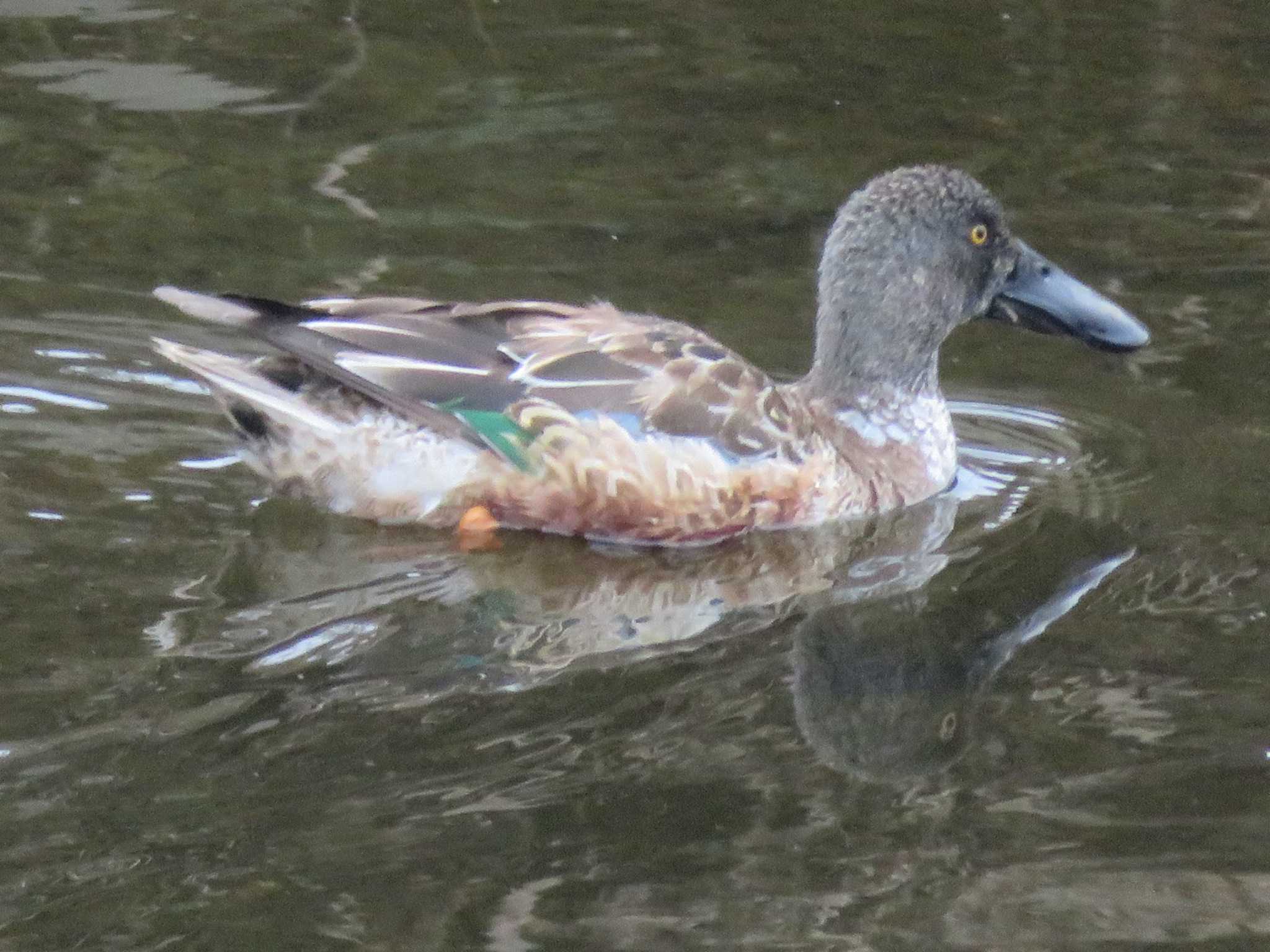 Northern Shoveler