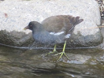 Common Moorhen 境川遊水地公園 Fri, 2/26/2021