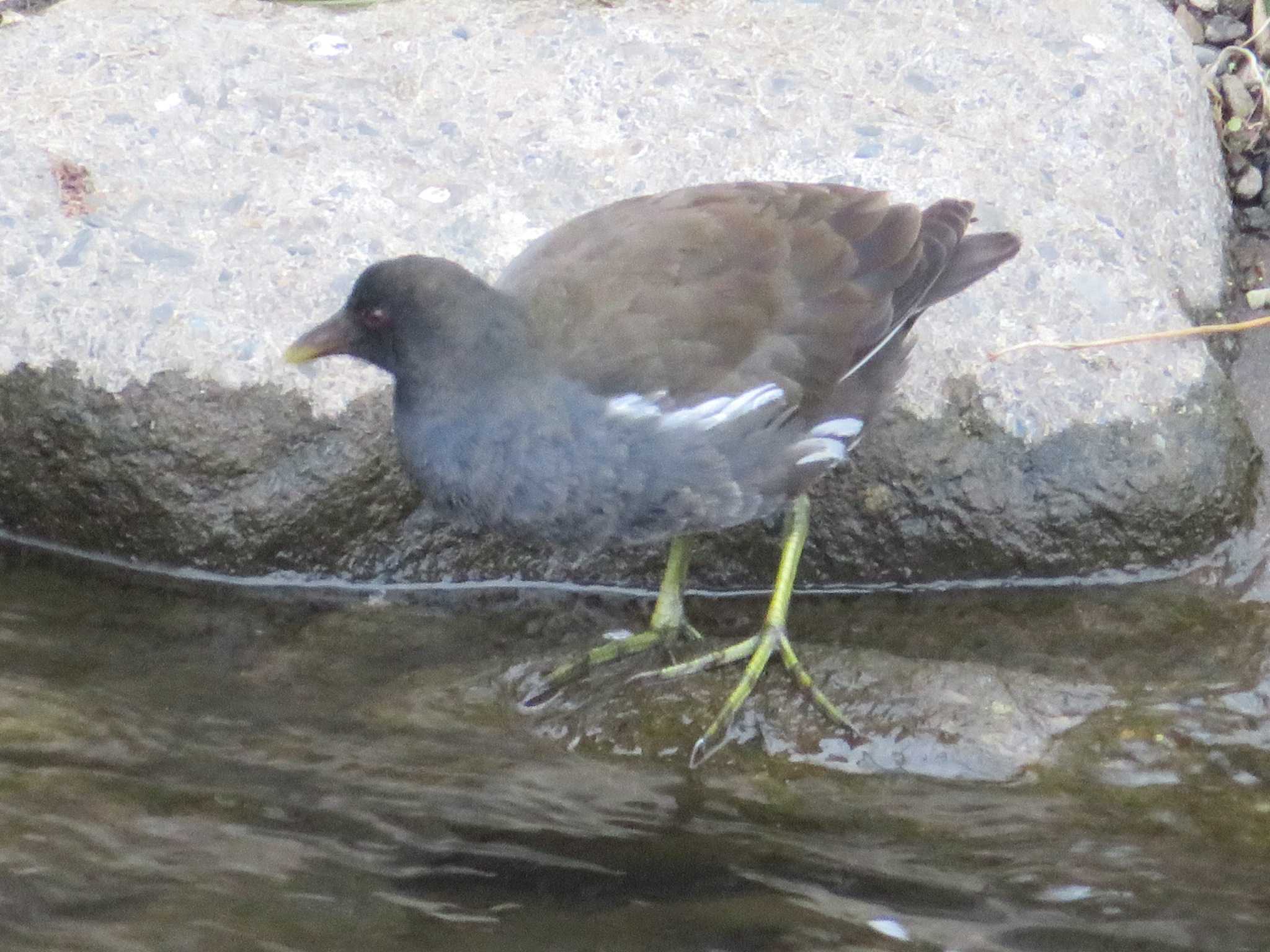 Common Moorhen