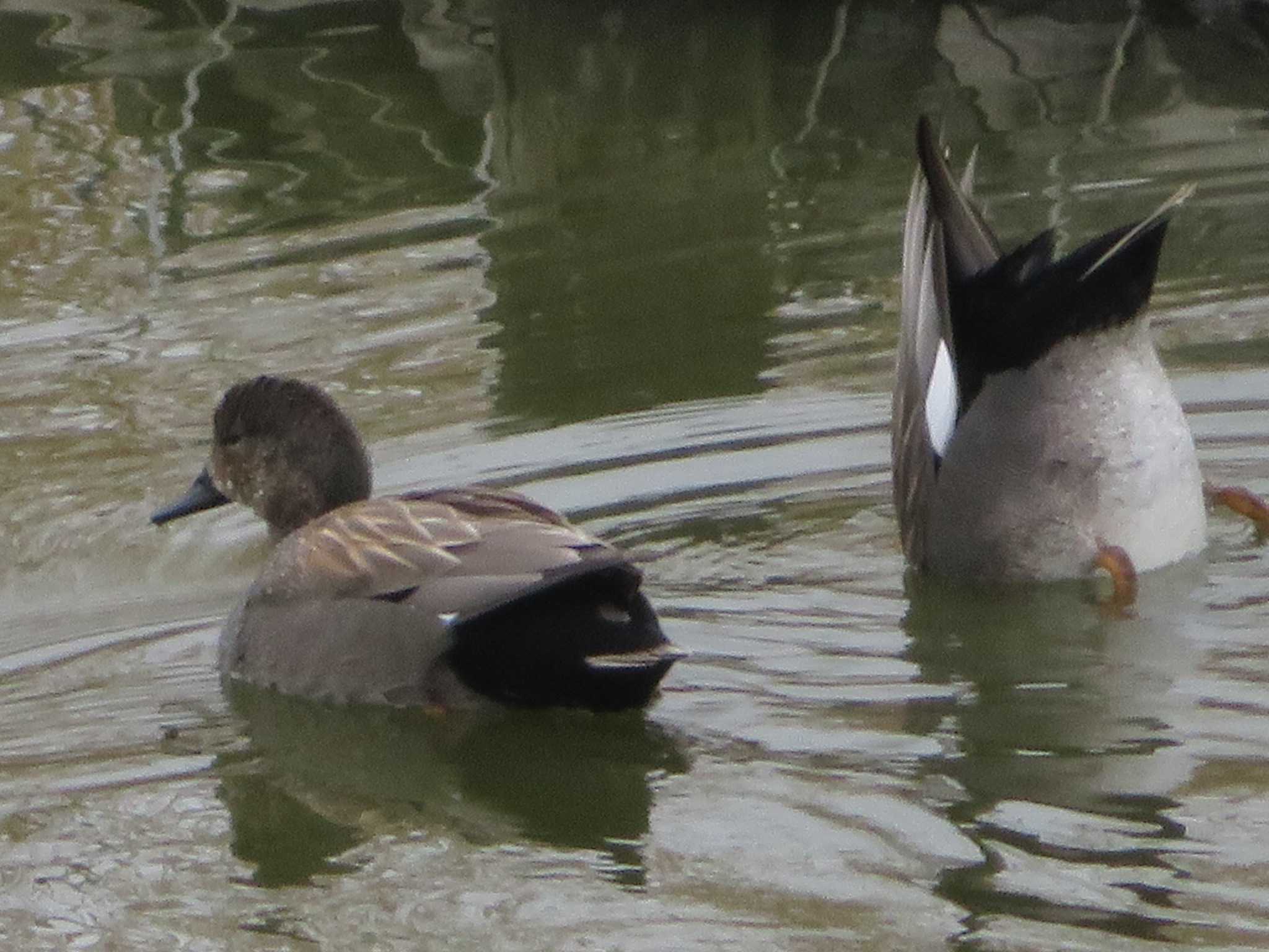 Photo of Gadwall at 境川遊水地公園 by もー