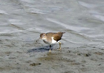 Sat, 2/27/2021 Birding report at 遠州灘海浜公園