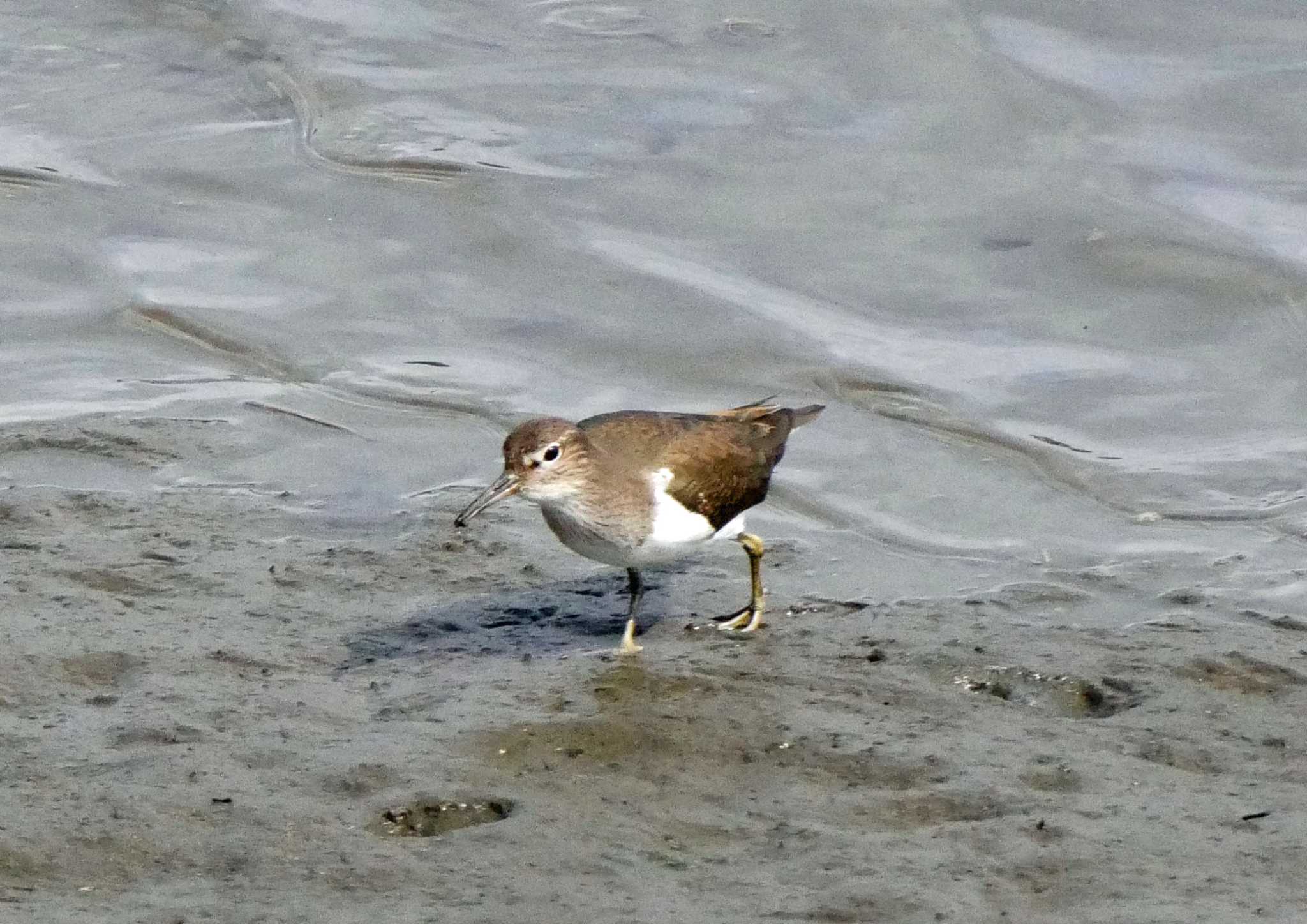 Common Sandpiper