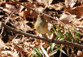 Red-flanked Bluetail Machida Yakushiike Park Sat, 2/27/2021